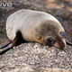 Illustration for article titled Surprise Pinnipednesday - Arctocephalus forsteri Edition